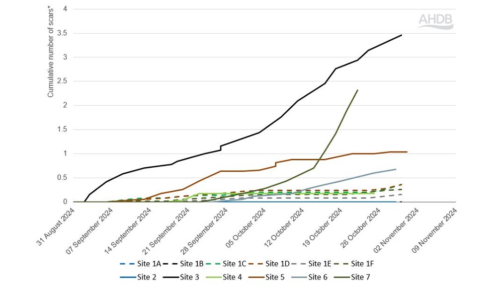 Cabbage stem flea beetle scar count data chart (5 November 2024)